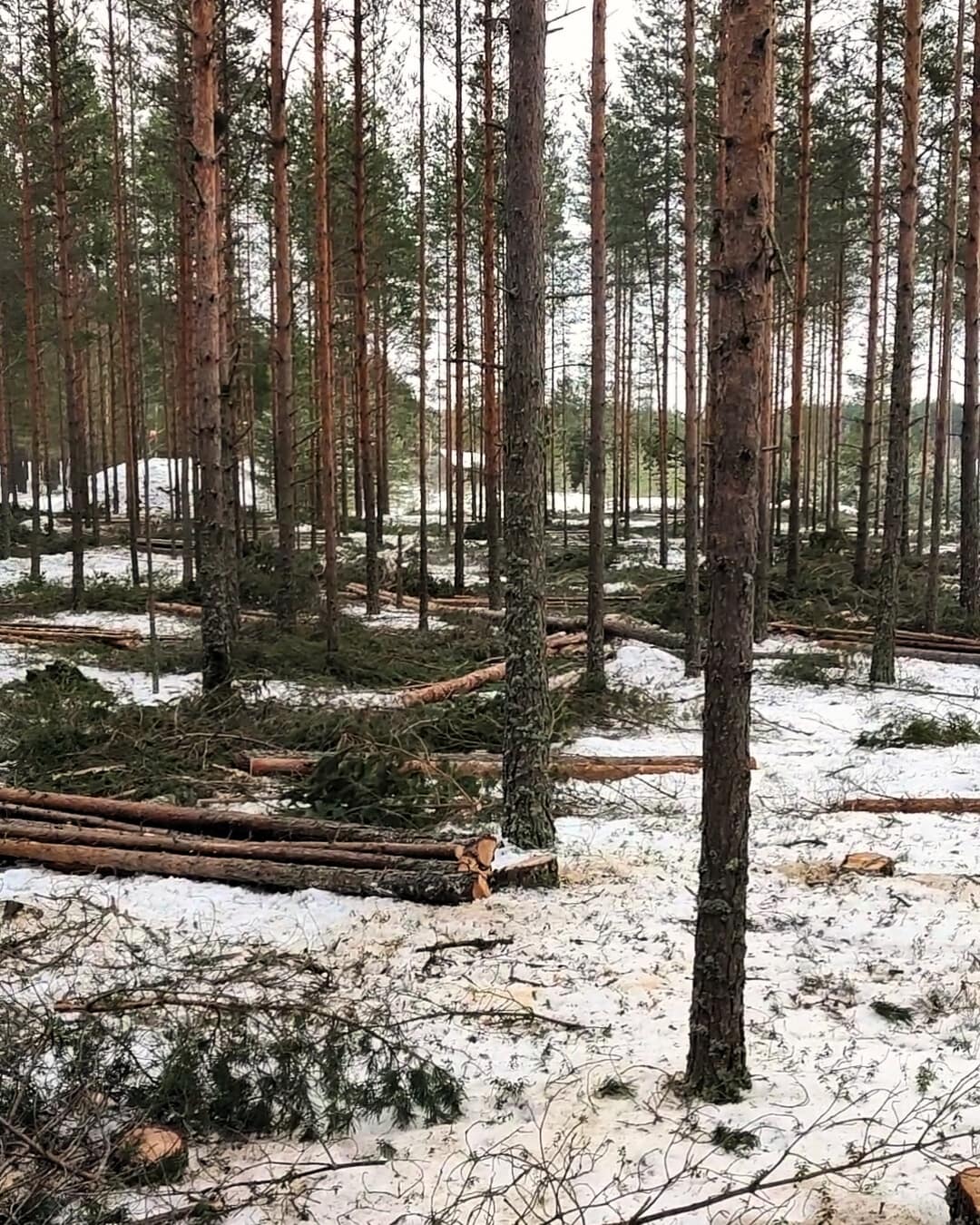 Harvennushakkuu