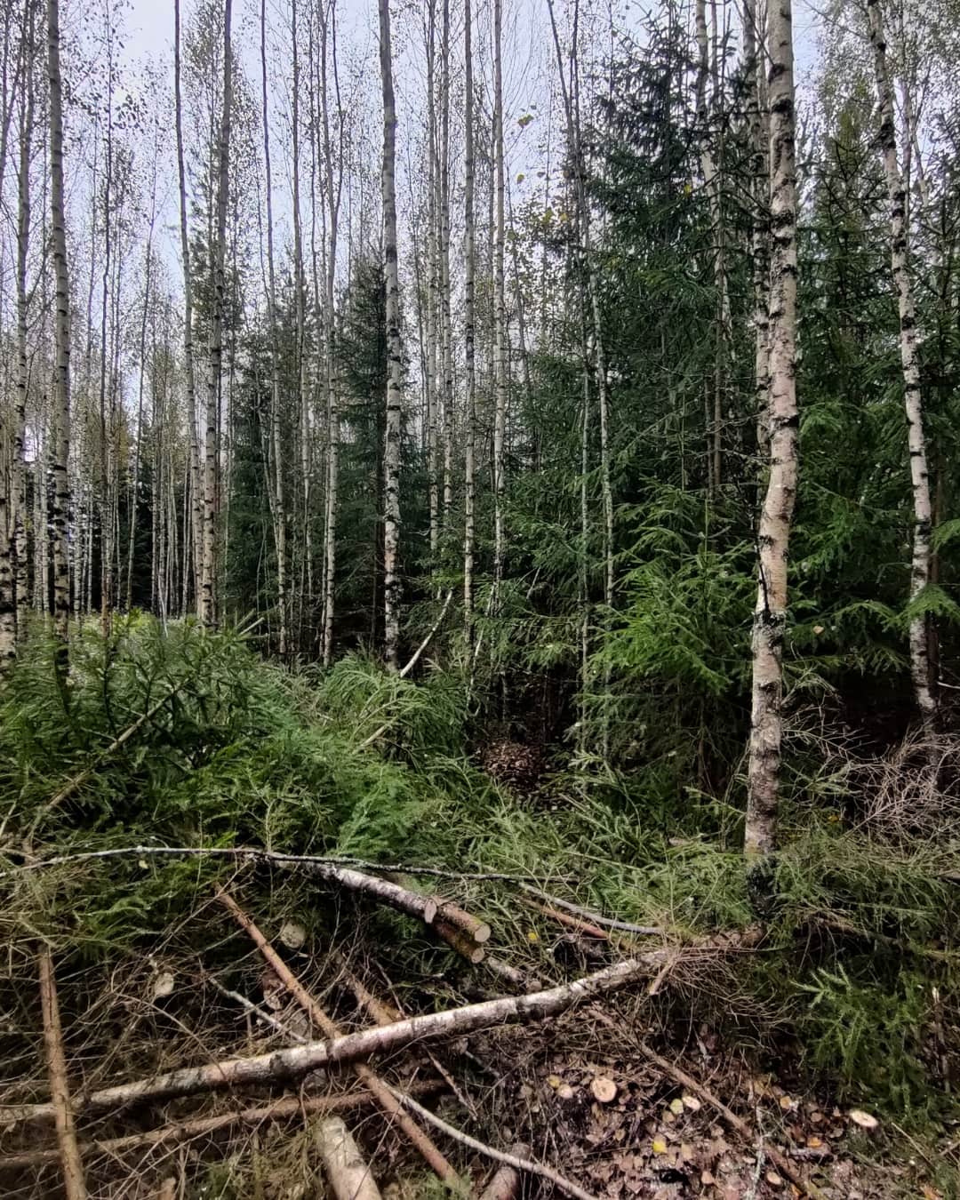 Nuoren metsän kunnostus