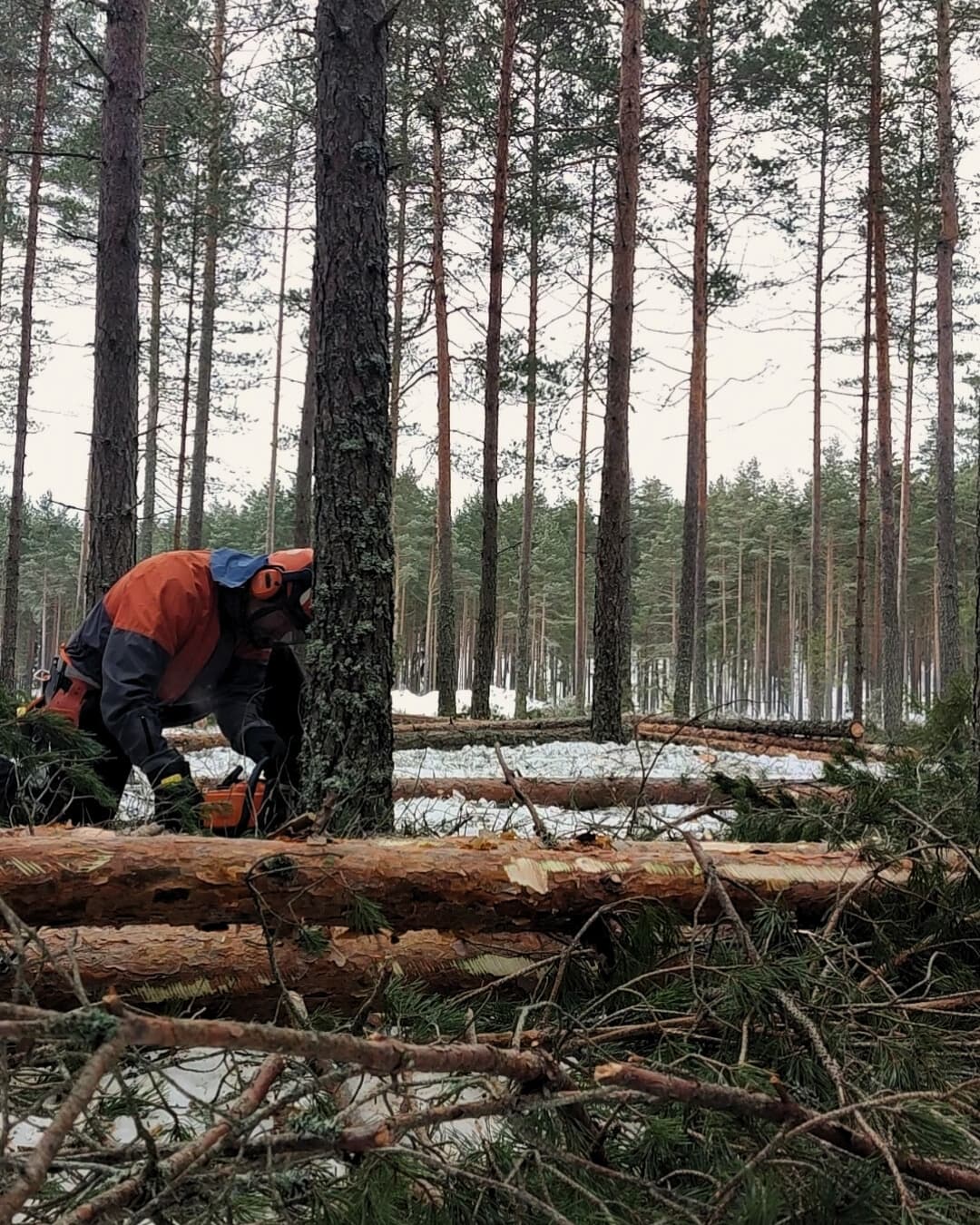 Harvennushakkuu