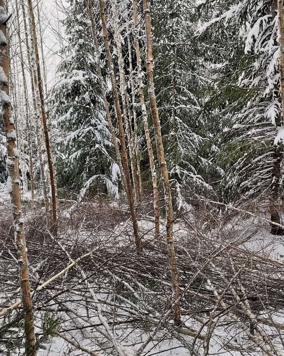 Myöhästynyt taimikonhoito, varhaishoito tekemättä
