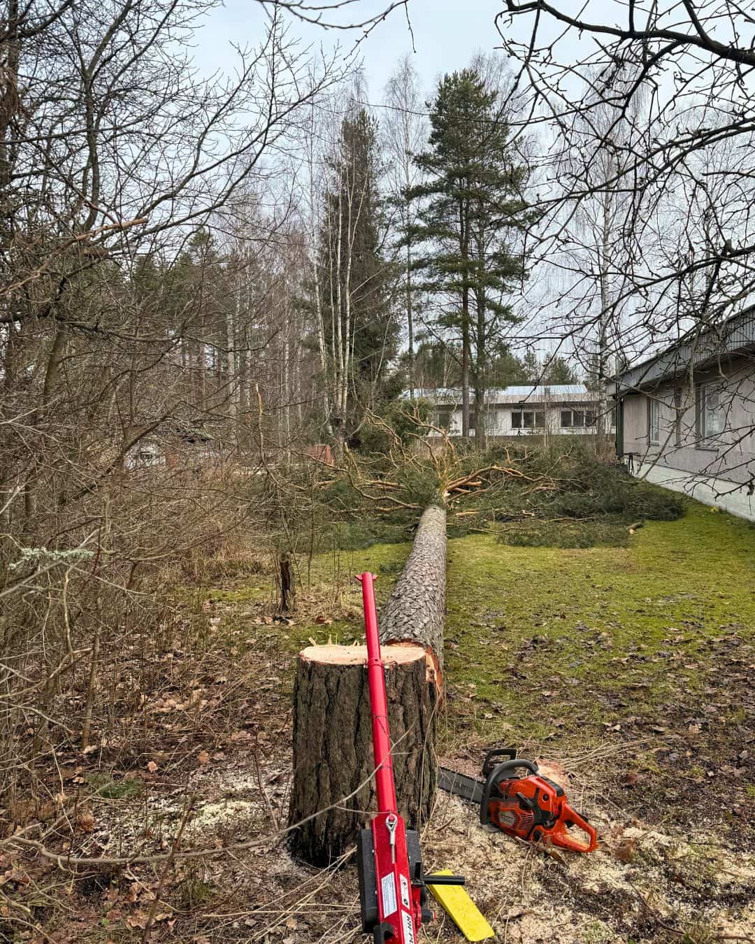Kaadettupihapuu