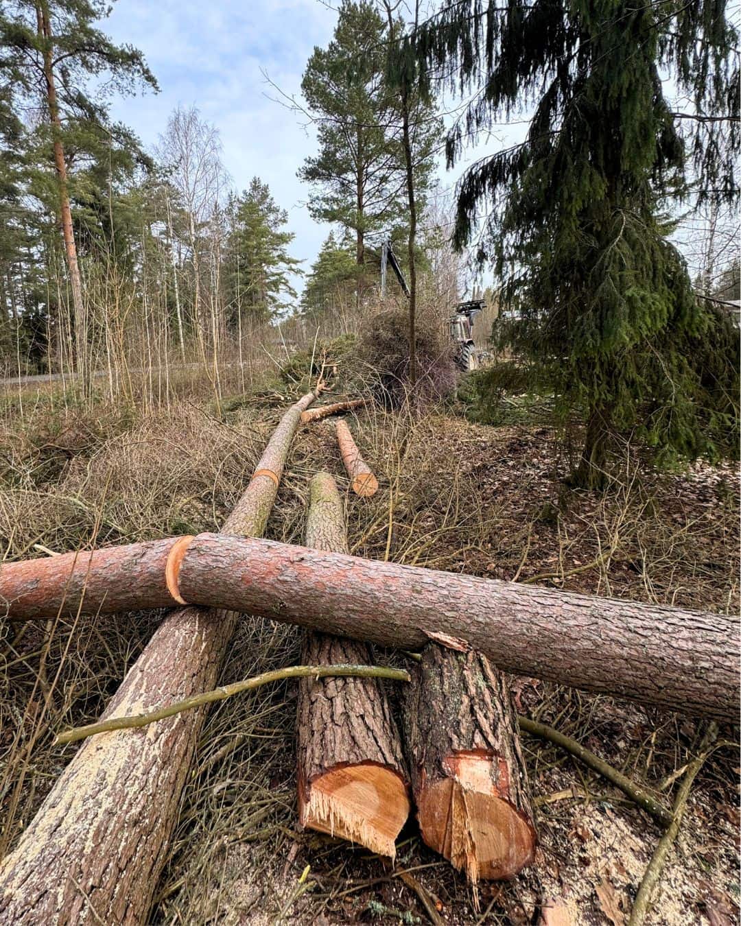 Kaadetutpuut